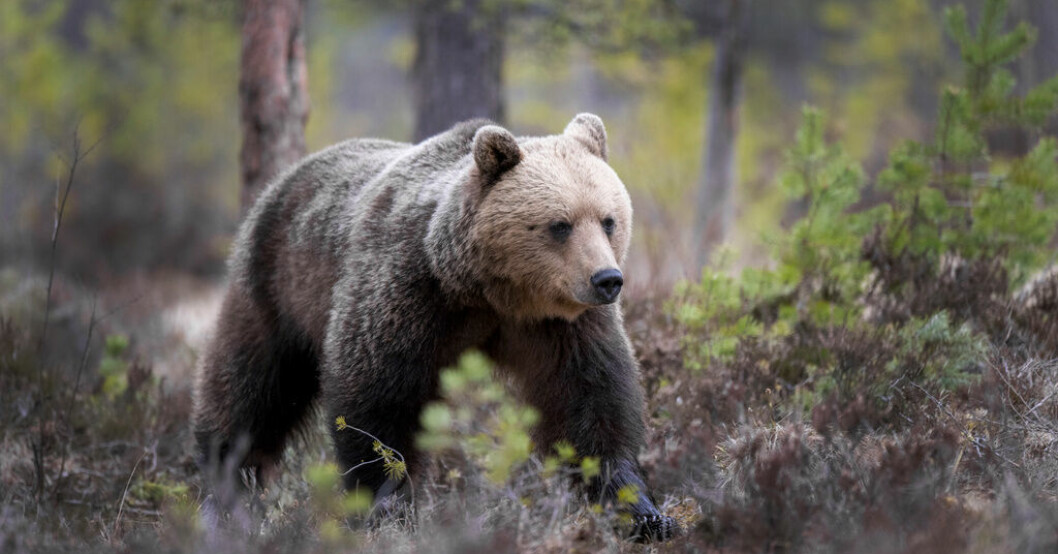 Forskning om björnar får pengar av Naturvårdsverket. Arkivbild. Björnar och gäss i forskning som får miljoner