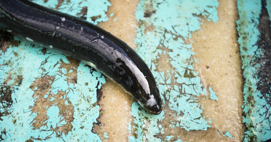 Förslaget om ett förlängt ålfiskestopp är ett spel för gallerierna, enligt Världsnaturfonden WWF. Arkivbild. "Förlängt ålfiskestopp spel för gallerierna"