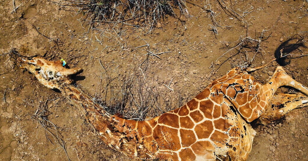 Foton som WWF tagit med drönare visar torkkatastrofens konsekvenser i Kenya: döda nätgiraffer, grevyzebror och elefanter. Djur dör i torkan: "Går tills de dukar under"