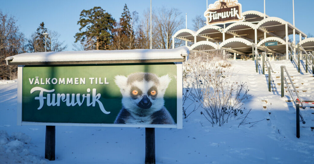 Furuviksparken. Arkivbild. Furuvik bröt mot lagen när schimpanser sköts