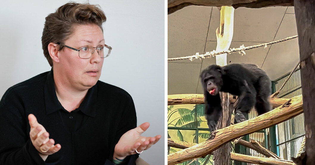 Sandra Wilke, vd för Furuviksparken håller upp händerna framför sig. En schimpans på Furuviksparken.