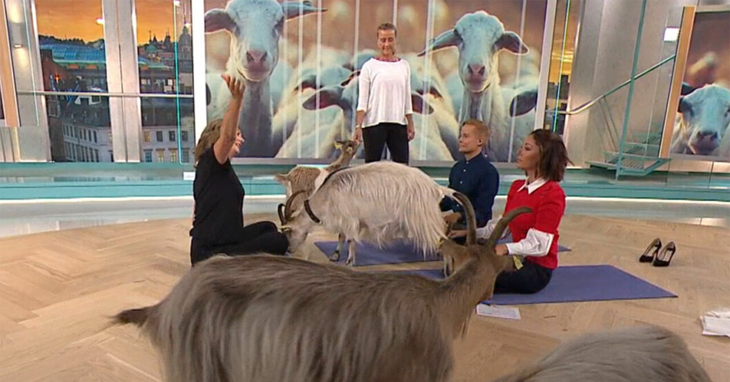 Henrik och Tilde testade getyoga i studion. Bakom kulisserna i fikarummet gick det vilt till.