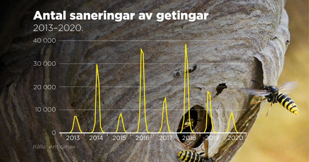 Graf på antal saneringar av getingar de senaste åren. Antal saneringar av getingar