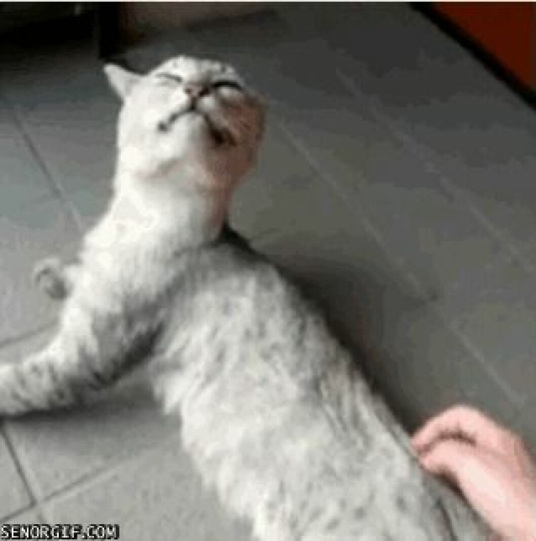 Via: <a href="http://giphy.com/gifs/cheezburger-cat-cute-cats-x5dq4yAX4Vbjy" target="_blank" rel="noopener">Giphy</a> giphy (4)