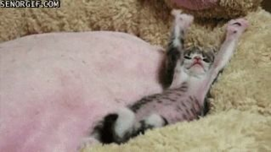 Via: <a href="http://giphy.com/gifs/kitten-relaxed-L9bGEGL5xlKrS" target="_blank" rel="noopener">Giphy</a> giphy (5)