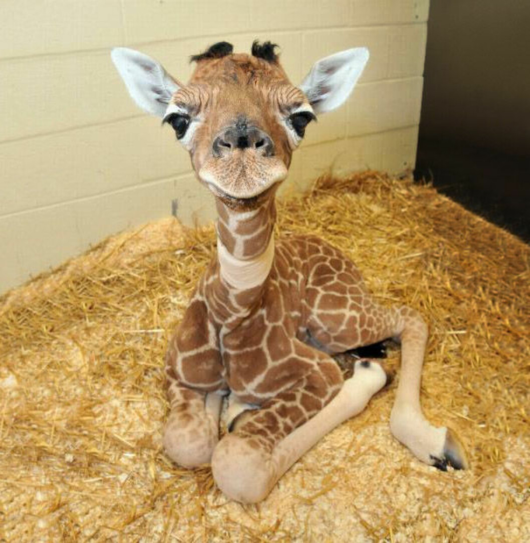 Foto: <a href="http://www.flickr.com/photos/izzi/5676414339/in/photostream" target="_blank">Shizzi</a> giraff2
