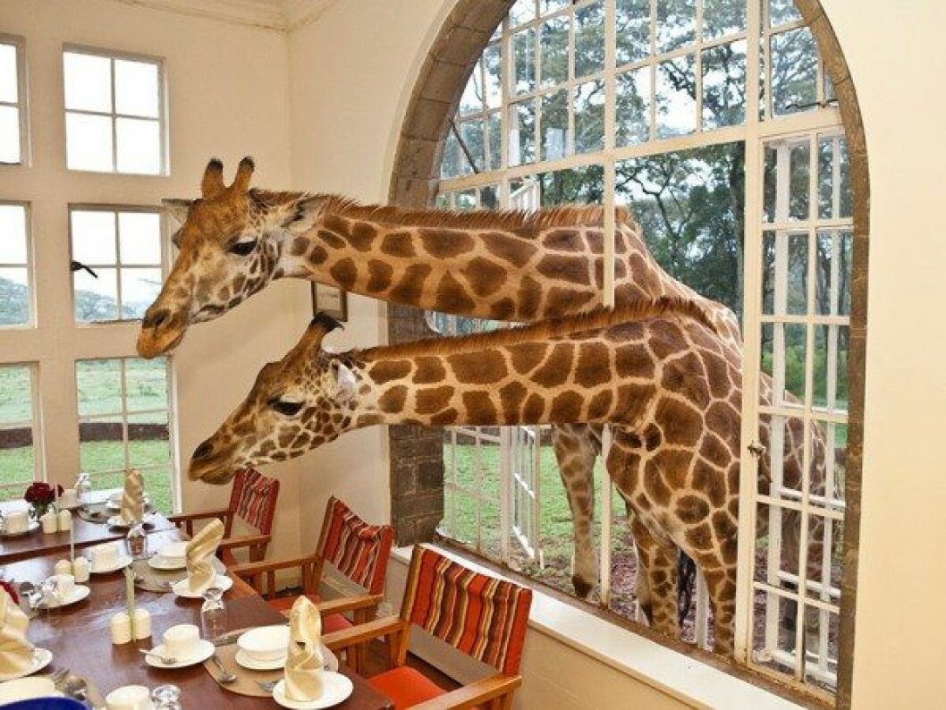 Foto: www.thesafaricollection.com