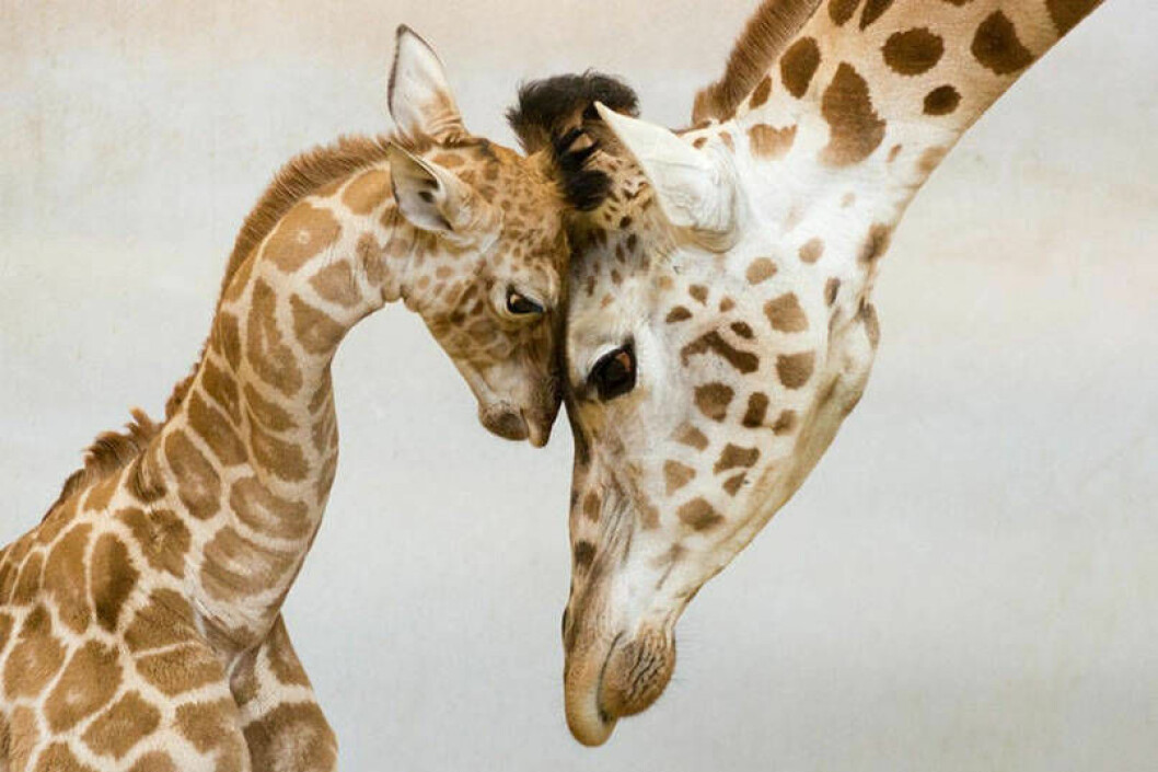 Giraffer