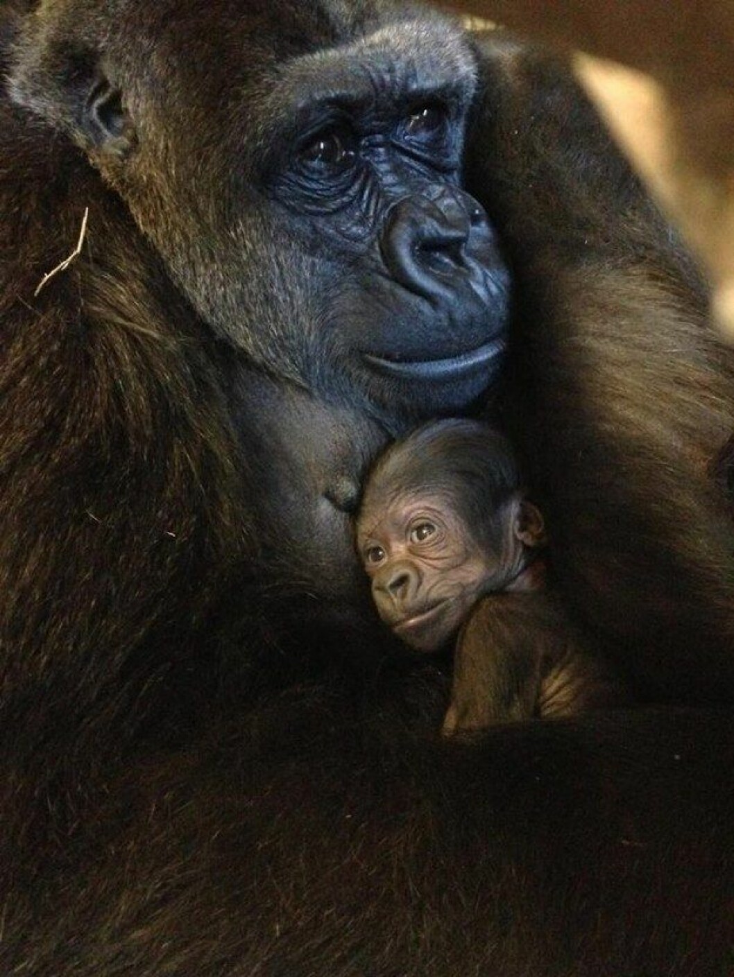 Foto: <a href="https://www.facebook.com/tarongazoo/photos/pb.110584599004440.-2207520000.1416931001./828994390496787/?type=3&theater">tarongazoo</a> gorilla