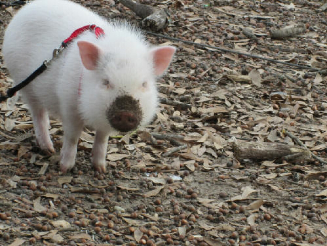 Via: <a href="http://findyourocean.tumblr.com/post/41666357220/my-dirty-piggy-girl" target="_blank">Tumblr</a> gris-1