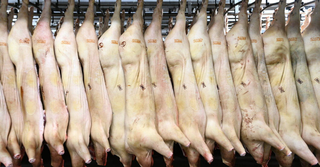 Gris utgör nära hälften av den totala slaktvikten i Sverige. Arkivbild. Mycket stor grisslakt – annat kött minskar