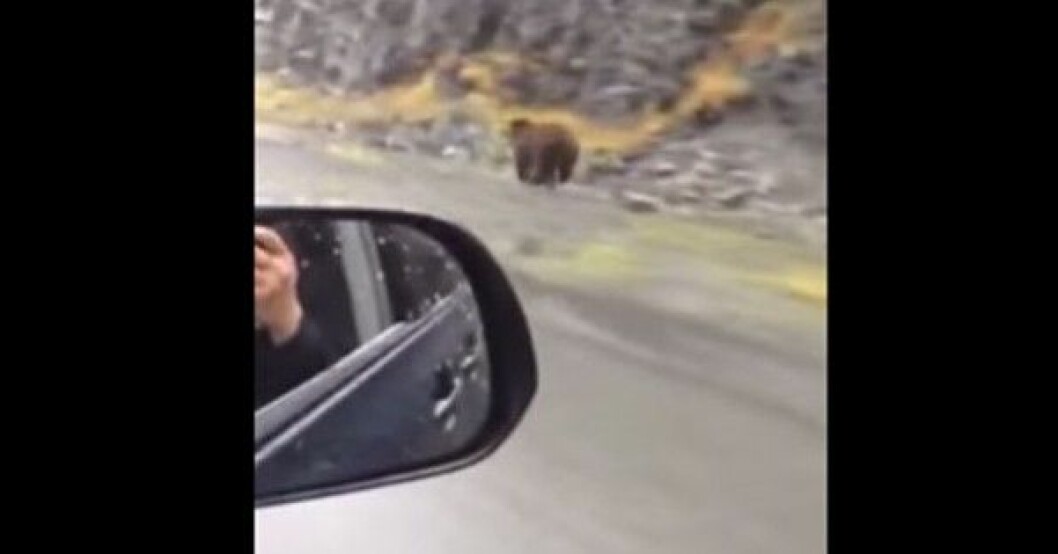 Det här är beviset på att du aldrig kan springa ifrån en grizzlybjörn