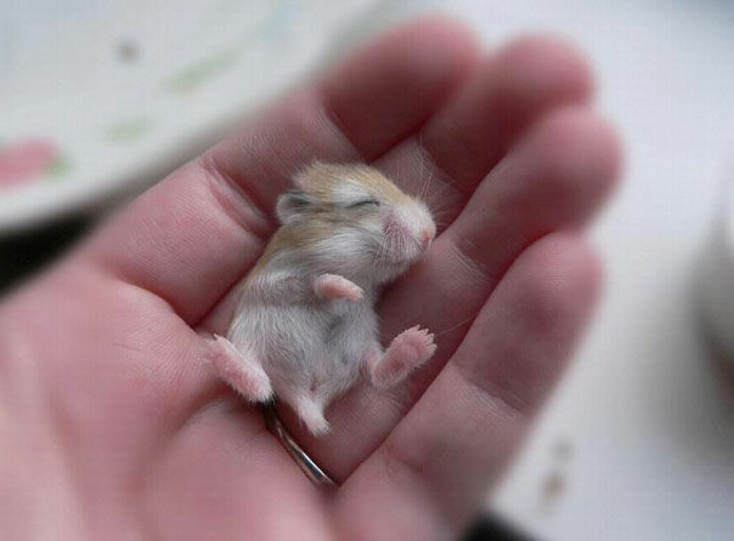 Foto: <a href="http://imgur.com" target="_blank">Imgur.com</a> hamster