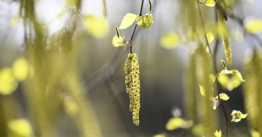 Hängen med björkpollen. Årets pollensäsong är betydligt värre än förra året. Arkivbild. Nu kommer pollenchocken