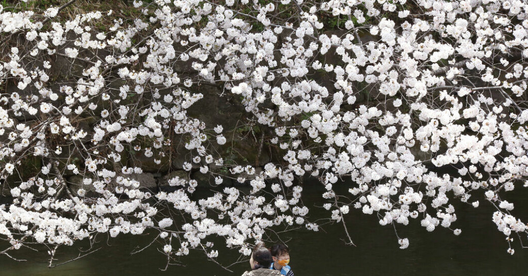 Här blommar körsbärsträden i Tokyo den 28 mars förra året. Sedan sluten av 1800-talet har de börjat blomma allt tidigare. Arkivbild. Larmet: Tidigaste blomningen på 1 200 år