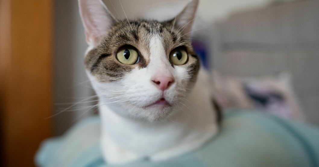 Katten Billy brukar inte vara i sängen och är vanligtvis mer förtjust i Sams mamma Karen. Katten Billy, 7.