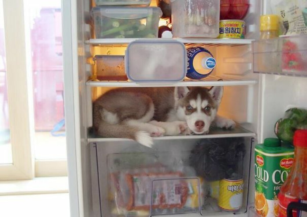 hiding-ninja-funny-dogs-15__605