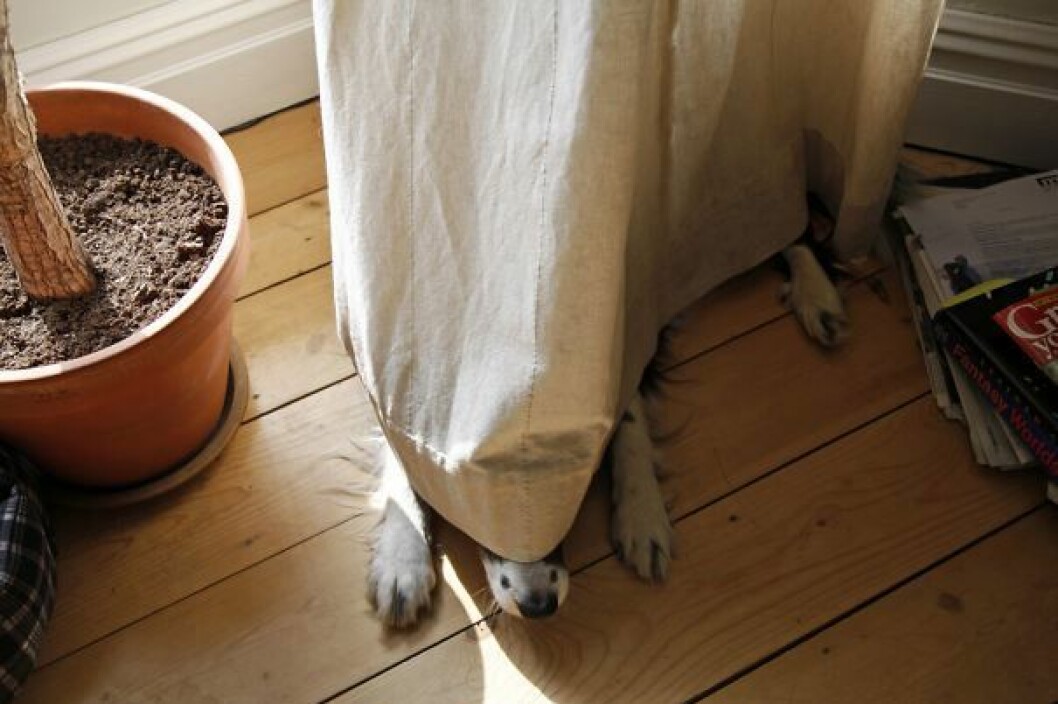 hiding-ninja-funny-dogs-161__605
