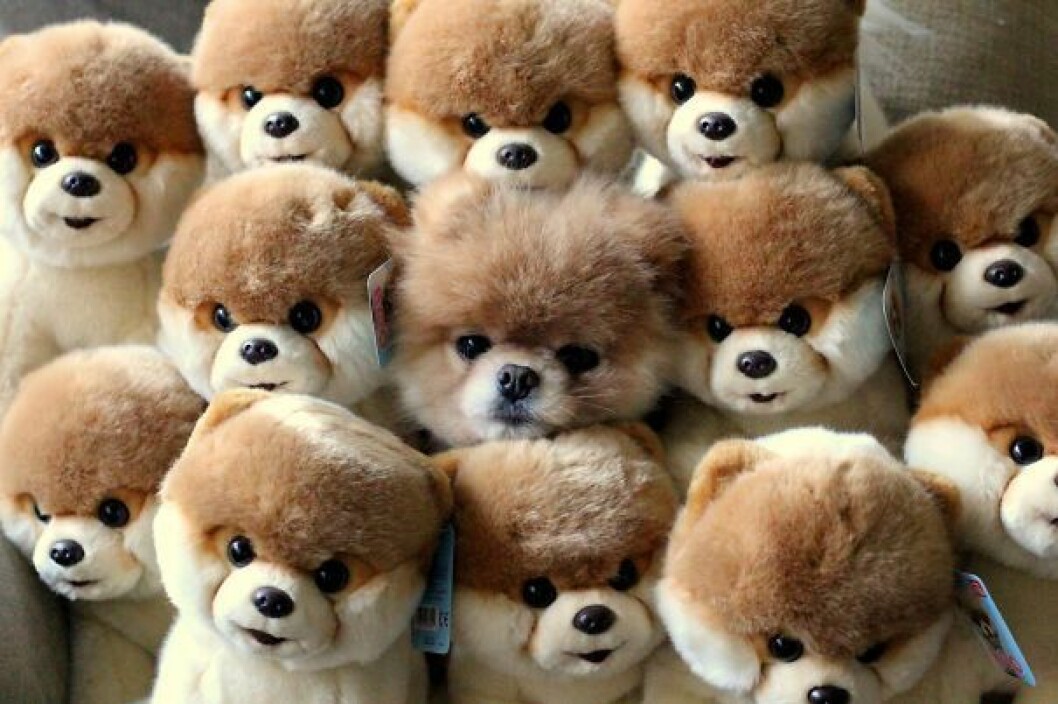 hiding-ninja-funny-dogs-231__605