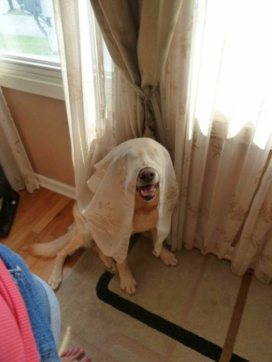 hiding-ninja-funny-dogs-31__605