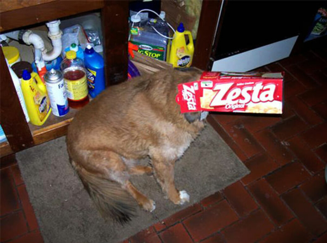 hiding-ninja-funny-dogs-32__605