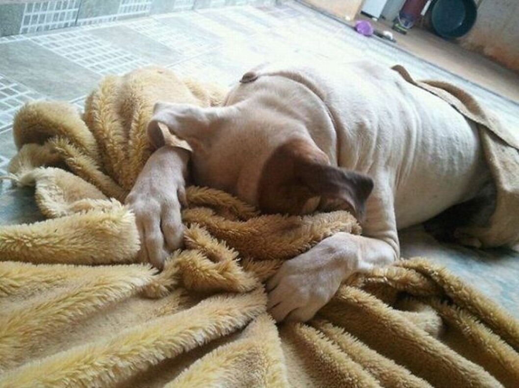 hiding-ninja-funny-dogs-33__605