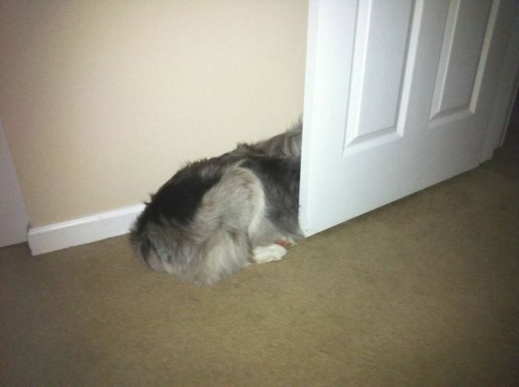 hiding-ninja-funny-dogs-38__605