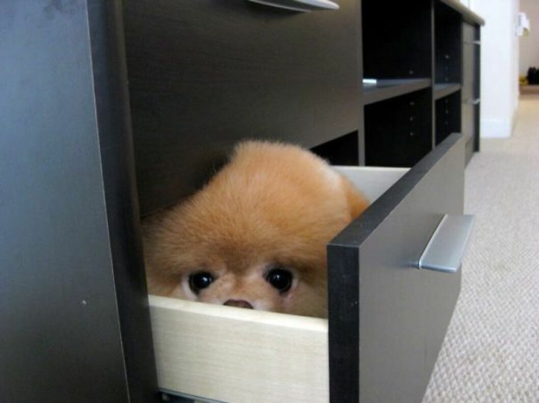 hiding-ninja-funny-dogs-51__605