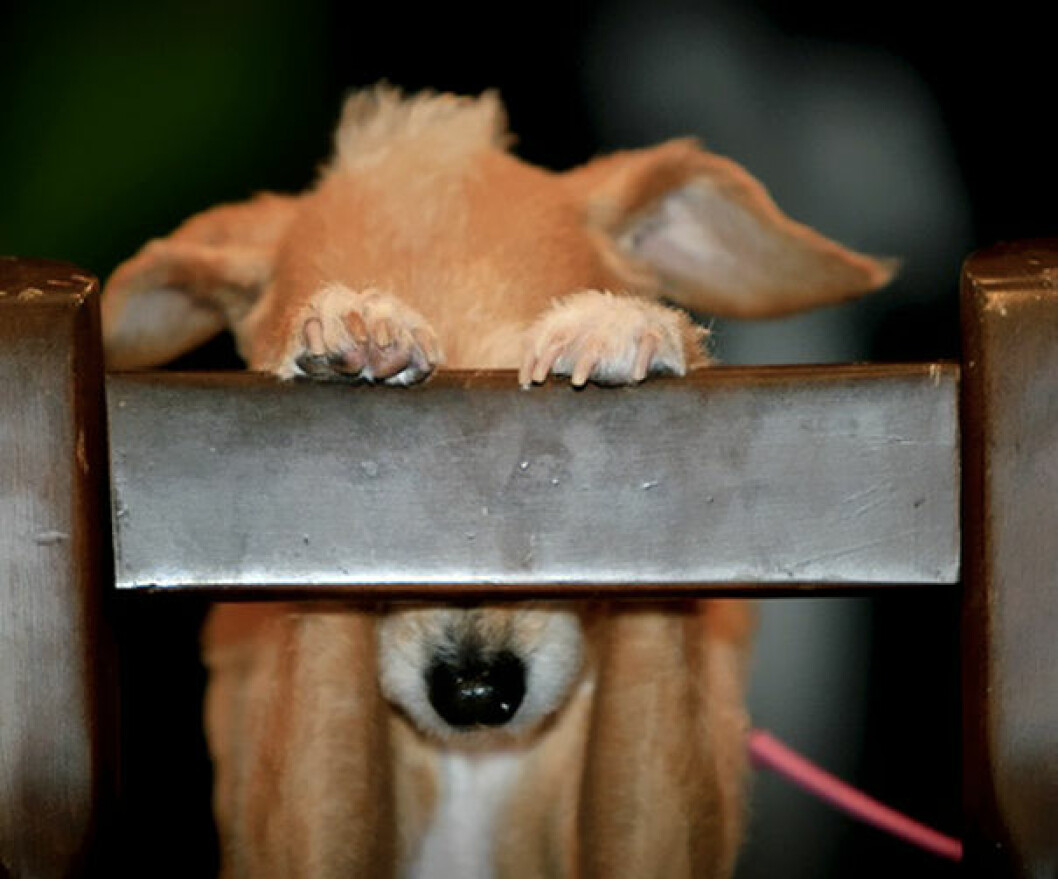 hiding-ninja-funny-dogs-61__605