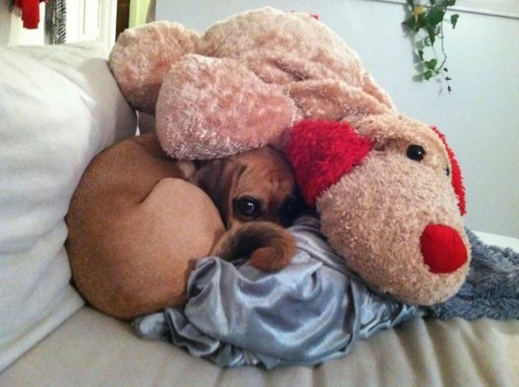 hiding-ninja-funny-dogs-91__605