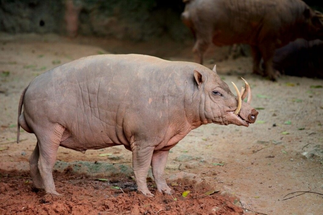 Foto: All Over Press babirusa