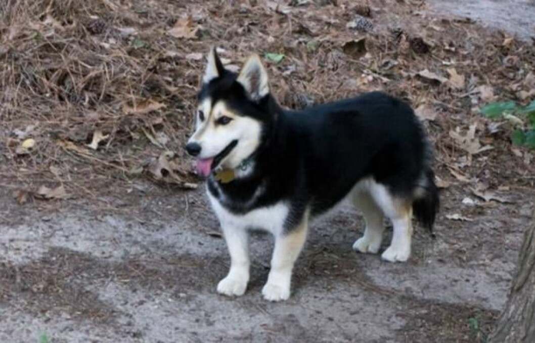 horgi