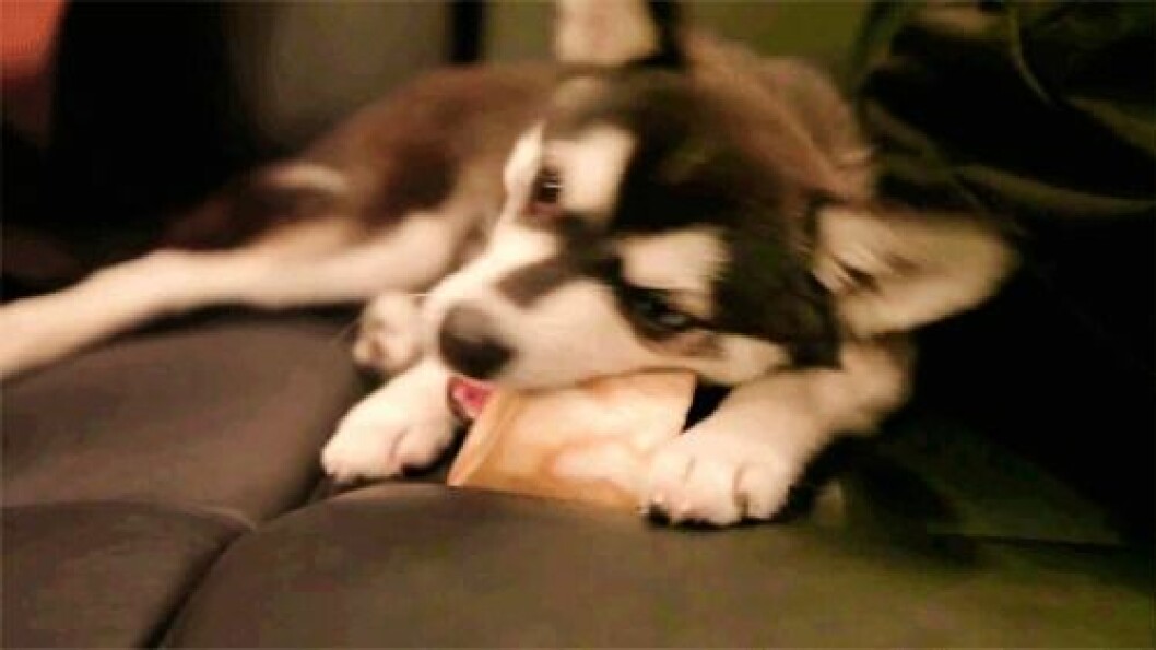 Foto: <a href="http-::giphy.com:gifs:dog-husky-puppy-lF1d1ZfMVsdfW">Giphy</a> http-::giphy.com:gifs:dog-husky-puppy-lF1d1ZfMVsdfW