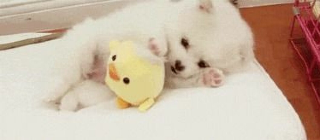 Foto: <a href="http-::giphy.com:gifs:puppy-chick-stuffed-animal-11HRUadigHjcbe">Giphy</a> http-::giphy.com:gifs:puppy-chick-stuffed-animal-11HRUadigHjcbe