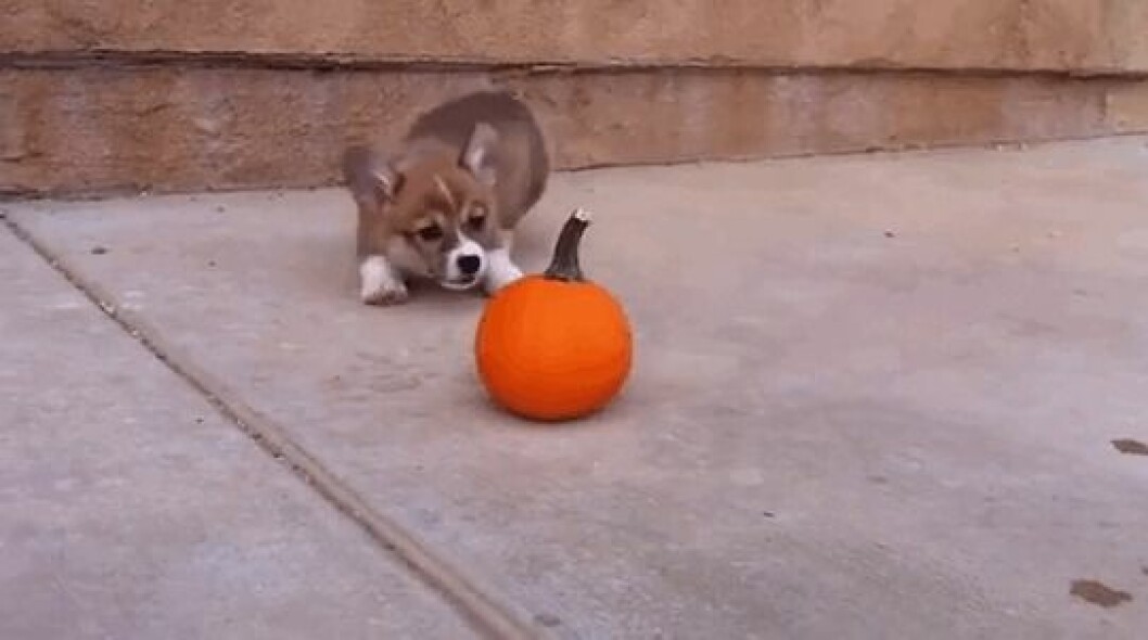 Foto: <a href="http-::giphy.com:gifs:puppy-corgi-pumpkin-5xtDarEXlXBmnOuTh0k">Giphy</a> http-::giphy.com:gifs:puppy-corgi-pumpkin-5xtDarEXlXBmnOuTh0k