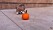 http-::giphy.com:gifs:puppy-corgi-pumpkin-5xtDarEXlXBmnOuTh0k