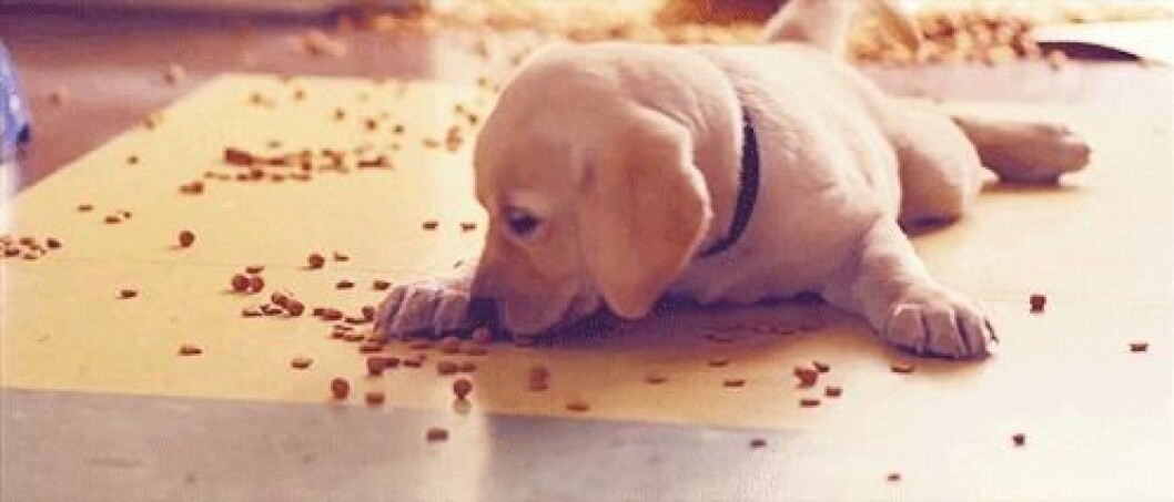 Foto: <a href="http-::giphy.com:gifs:puppy-cute-animal-7s6Zr6O4jFWhi">Giphy</a> http-::giphy.com:gifs:puppy-cute-animal-7s6Zr6O4jFWhi