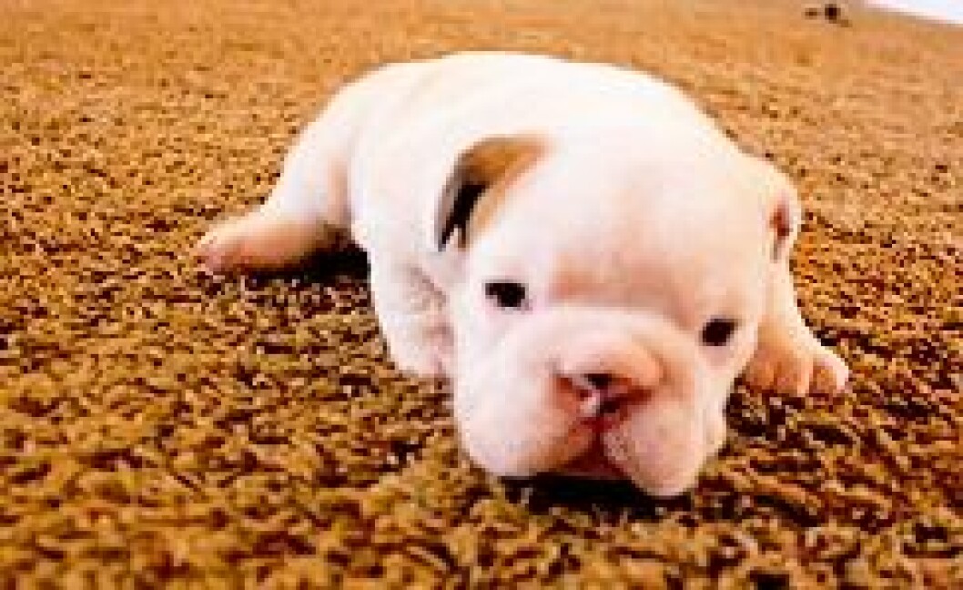 Foto: <a href="http-::giphy.com:gifs:puppy-dog-animal-gIePK5nepOKnS">Giphy</a> http-::giphy.com:gifs:puppy-dog-animal-gIePK5nepOKnS