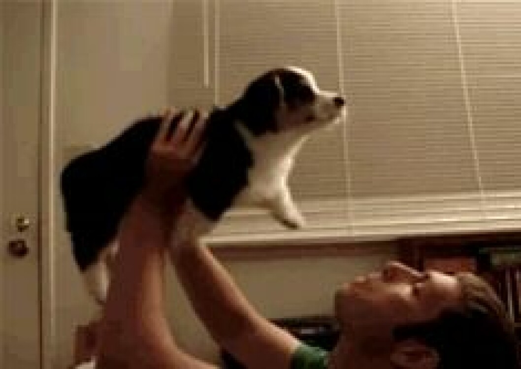 Foto: <a href="http-::giphy.com:gifs:puppy-dog-escape-gpNP5FyNm5z5C">Giphy</a> http-::giphy.com:gifs:puppy-dog-escape-gpNP5FyNm5z5C