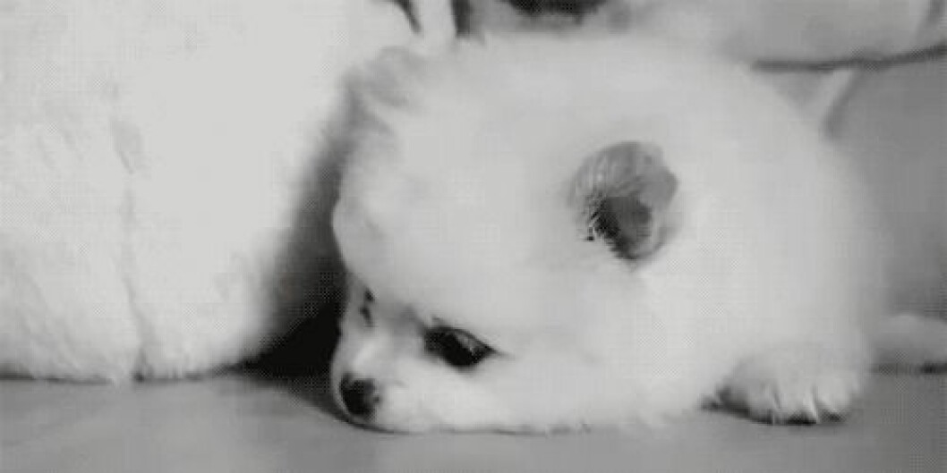 Foto: <a href="http-::giphy.com:gifs:puppy-dog-fluffy-WEGvLnkGLMqc0">Giphy</a> http-::giphy.com:gifs:puppy-dog-fluffy-WEGvLnkGLMqc0