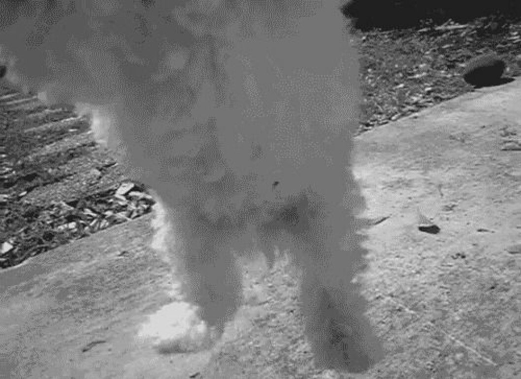 Foto: <a href="http-::giphy.com:gifs:puppy-dog-jump-YQBhGCSpzhpzq">Giphy</a> http-::giphy.com:gifs:puppy-dog-jump-YQBhGCSpzhpzq