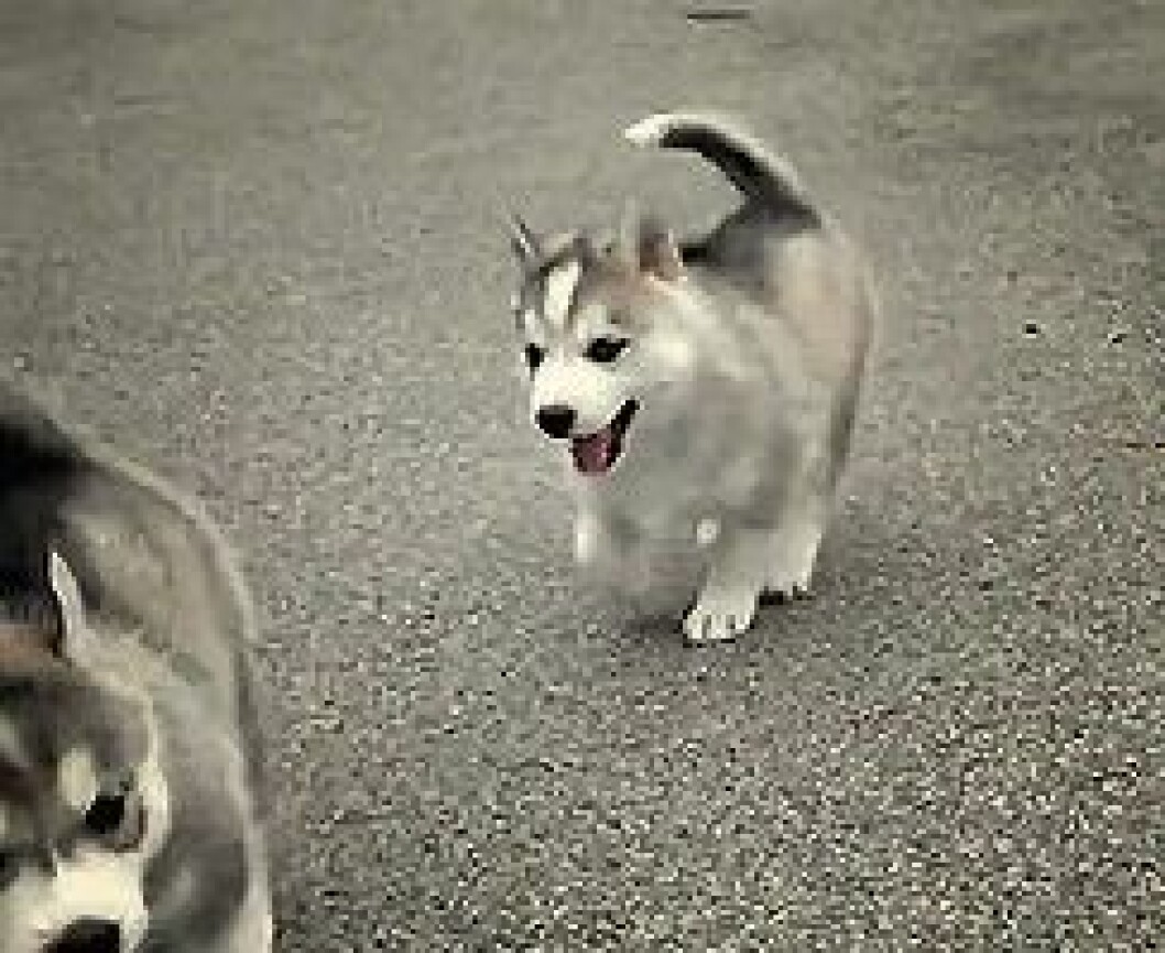 Foto: <a href="http-::giphy.com:gifs:puppy-dog-kSe3uCFjGxeyk">Giphy</a> http-::giphy.com:gifs:puppy-dog-kSe3uCFjGxeyk