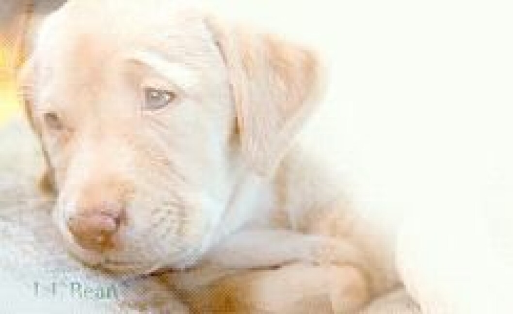 Foto: <a href="http-::giphy.com:gifs:puppy-dog-mPFYBLLOiqj5K">Giphy</a> http-::giphy.com:gifs:puppy-dog-mPFYBLLOiqj5K