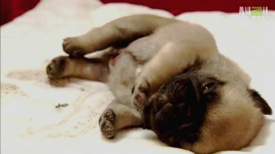 Foto: <a href="http-::giphy.com:gifs:puppy-dog-WoYeXNFwXtida">Giphy</a> http-::giphy.com:gifs:puppy-dog-WoYeXNFwXtida