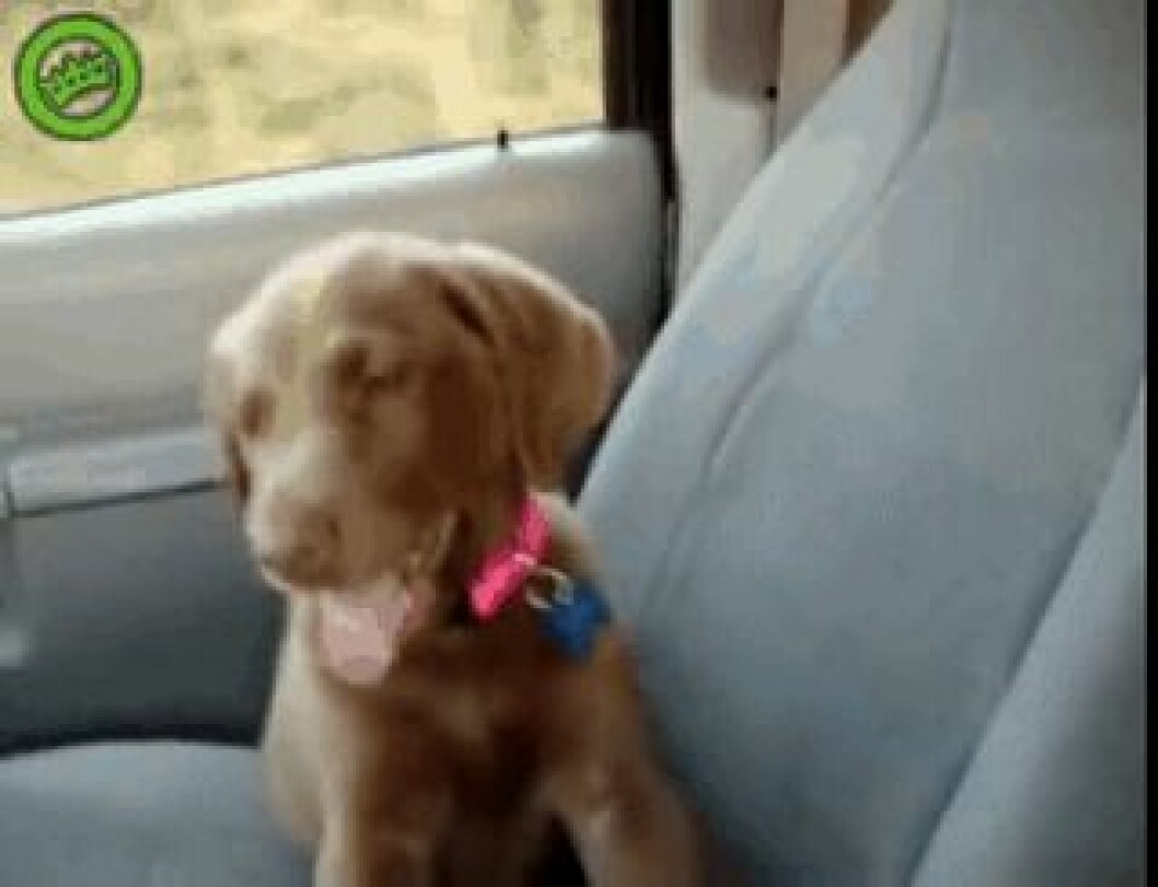 Foto: <a href="http-::giphy.com:gifs:puppy-jeAuslrgGYuY0">Giphy</a> http-::giphy.com:gifs:puppy-jeAuslrgGYuY0
