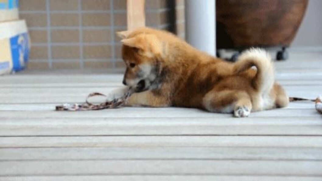 Foto: <a href="http-::giphy.com:gifs:puppy-play-C4fAzBAU9RSjC">Giphy</a> http-::giphy.com:gifs:puppy-play-C4fAzBAU9RSjC