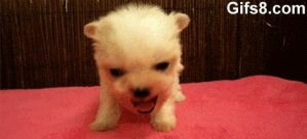 Foto: <a href="http-::giphy.com:gifs:puppy-roar-angry-gngzKp2rfe97a">Giphy</a> http-::giphy.com:gifs:puppy-roar-angry-gngzKp2rfe97a