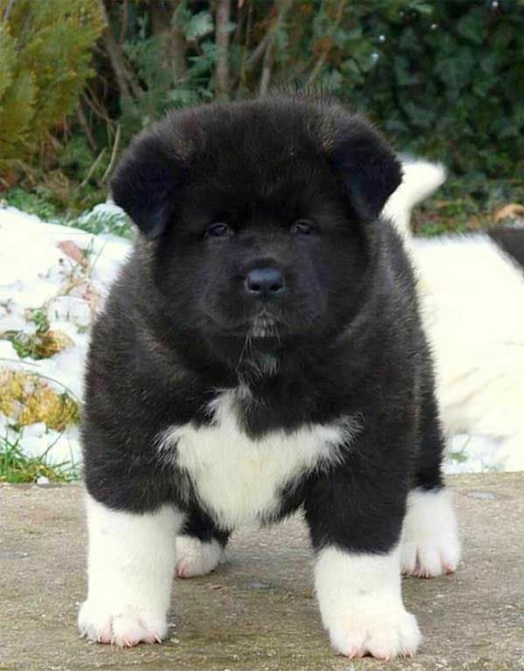 Foto: <a href="http://worldtruth.tv/wp-content/uploads/2015/07/markings-32.jpg">Worldtruth</a> http-::themindunleashed.org:2015:07:these-dogs-have-some-of-the-most-unique-coats-on-earth-and-they-are-breathtaking