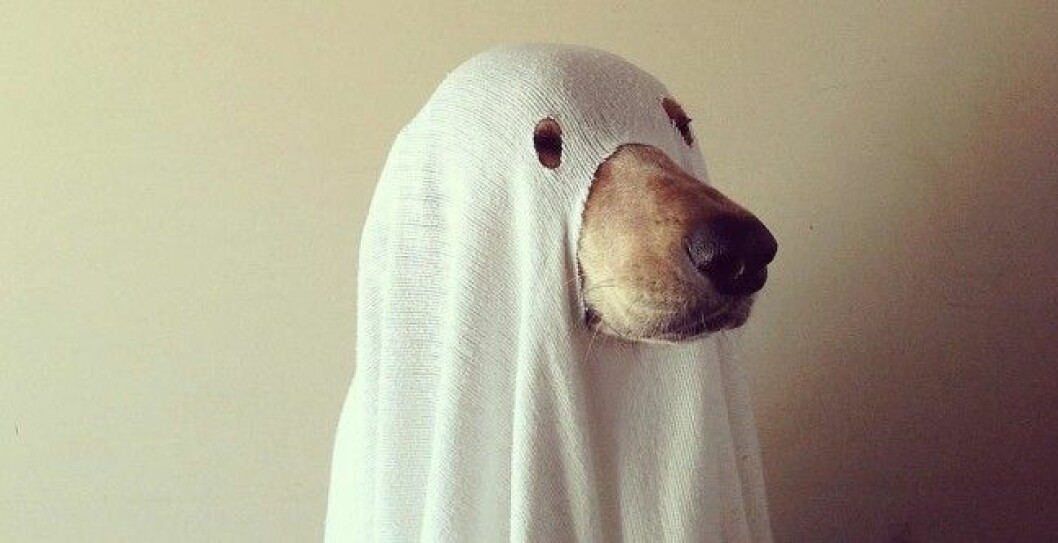 Foto: <a href="https://instagram.com/hailsh26/">Instagram</a> http-::www.popsugar.com:smart-living:photo-gallery:35985800:image:35985841:Ghost