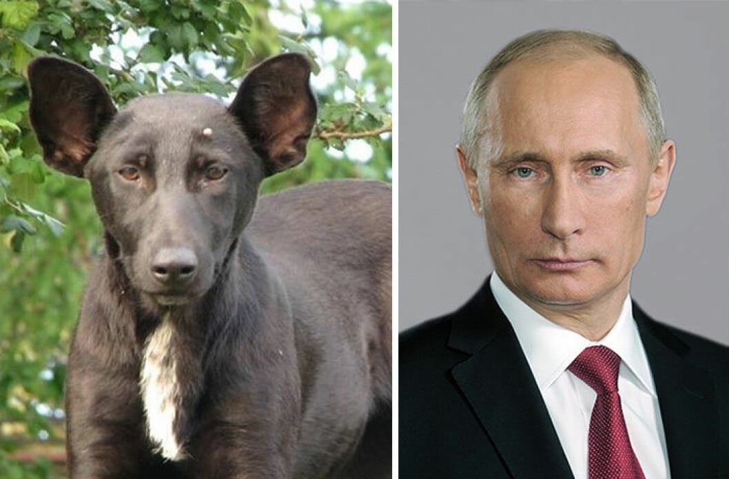 Är det en hund eller är det Putin? Hänt